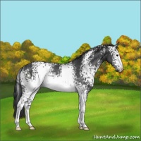 Horse Color:White Spotted Black Rabicano 