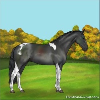 Horse Color:Black Sabino Tobiano 