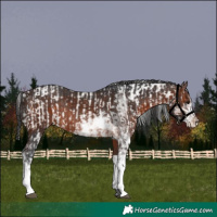 Horse Color:Bay Sabino Rabicano  and Brown Sabino Rabicano 