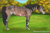 Horse Color:White Spotted Bay Ice 