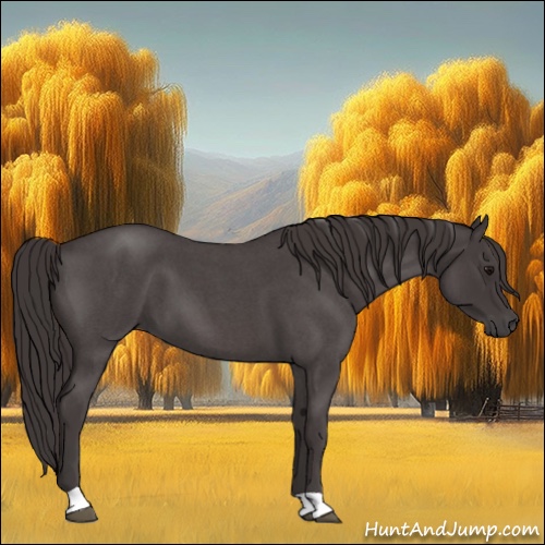 Horse Color:Smoky Blue Roan 