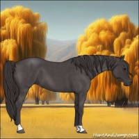 Horse Color:Smoky Blue Roan 