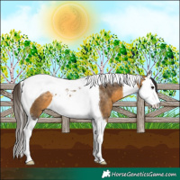 Horse Color:Buckskin Sabino Splash Tobiano 