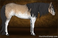 Horse Color:White Spotted Buckskin Dun 