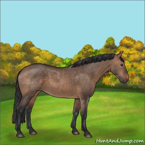 Horse Color:Brown Dun Sabino