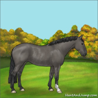 Horse Color:Grullo Rabicano 