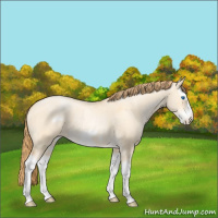 Horse Color:Buckskin Pearl Dun Splash Frame 