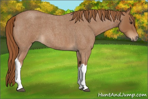 Horse Color:Red Roan