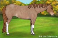 Horse Color:Red Roan 