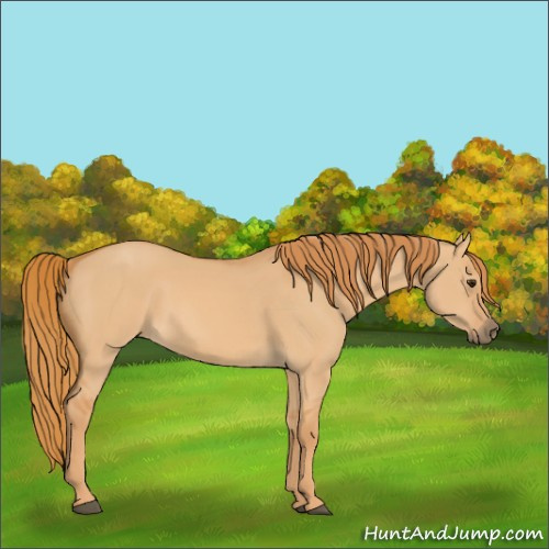 Horse Color:Red Dun