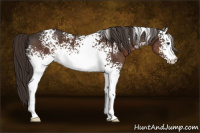 Horse Color:White Spotted Liver Chestnut 