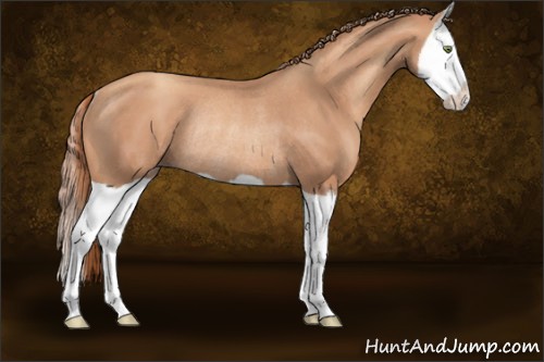 Horse Color:Gold Champagne Splash Rabicano 