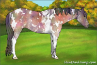 Horse Color:Nacre White Spotted Brown Tobiano Rabicano