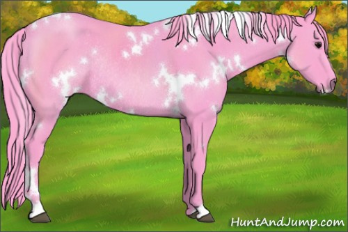 Horse Color:Watercolor White Spotted Black Rabicano