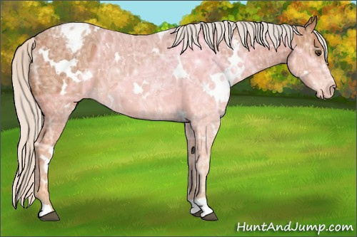 Horse Color:White Spotted Silver Bay Ice Appaloosa 