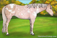 Horse Color:White Spotted Silver Bay Ice Appaloosa