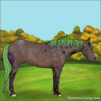 Horse Color:ERROR: UNKNOWN ANOMALY