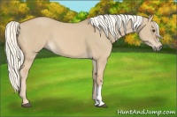 Horse Color:Red Dun Mushroom 