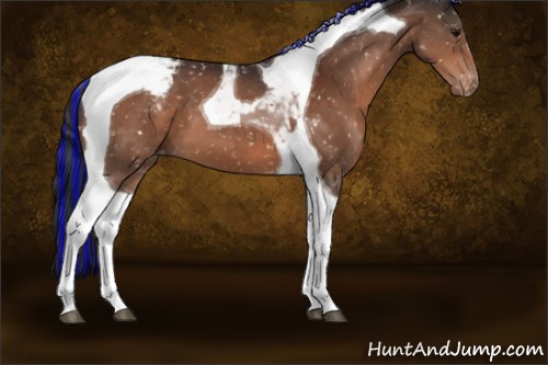 Horse Color:Painted Bay Tobiano Appaloosa 
