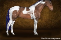 Horse Color:Painted Bay Tobiano Appaloosa