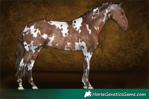 Horse Color:White Spotted Liver Chestnut Rabicano 