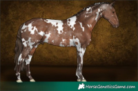 Horse Color:White Spotted Liver Chestnut Rabicano