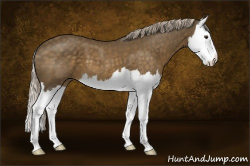 Horse Color:Chocolate Palomino Splash