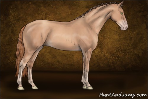 Horse Color:Gold Champagne