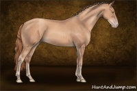Horse Color:Gold Champagne 