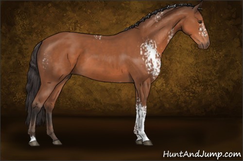 Horse Color:White Spotted Bay 