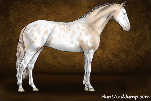 Horse Color:Gold Champagne Pearl Splash Appaloosa 
