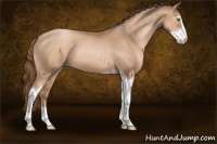 Horse Color:Liver Chestnut Pearl Sabino 
