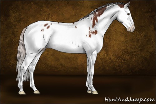 Horse Color:White Spotted Silver Brown Splash Appaloosa 