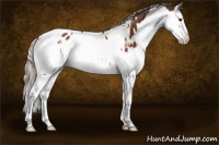 Horse Color:White Spotted Silver Brown Splash Appaloosa 