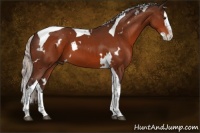 Horse Color:White Spotted Silver Brown Splash Tobiano 