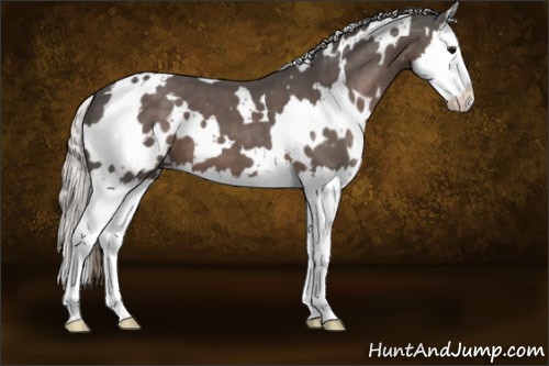 Horse Color:White Spotted Silver Black Splash