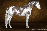 Horse Color:White Spotted Silver Black Splash