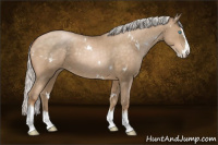 Horse Color:White Spotted Silver Buckskin Pearl Splash 