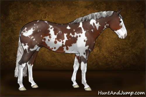 Horse Color:White Spotted Silver Brown Splash 