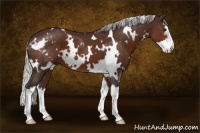 Horse Color:White Spotted Silver Brown Splash