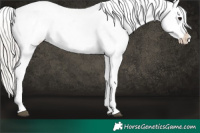 Horse Color:Silver Grullo Sabino Appaloosa 