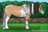 Horse Color:Bay Dun Splash Tobiano