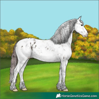 Horse Color:Chocolate Blue Onyx Ice Sabino Appaloosa 