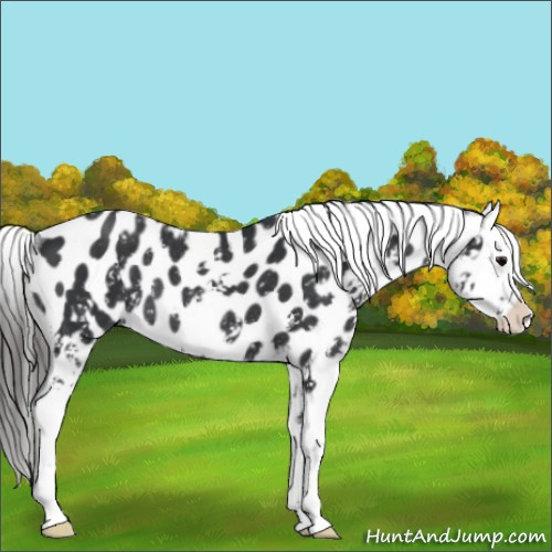 Horse Color:Black Sabino Appaloosa Rabicano 
