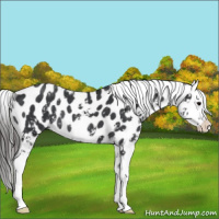 Horse Color:Black Sabino Near Leopard Rabicano 