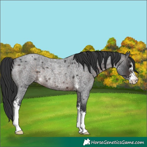 Horse Color:Brown Roan Sabino Rabicano 