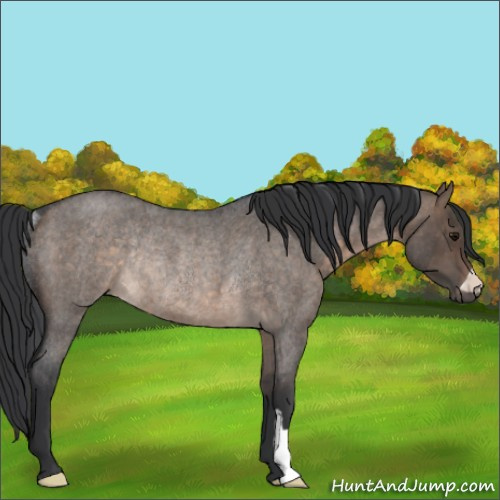 Horse Color:Brown Roan Dun Rabicano 