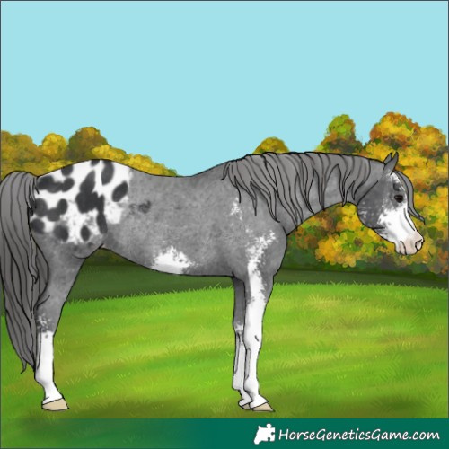 Horse Color:Black Sabino Appaloosa Rabicano 