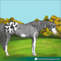Horse Color:Black Sabino Appaloosa Rabicano 