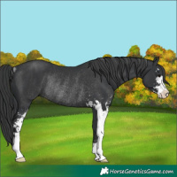 Horse Color:Black Sabino Rabicano 